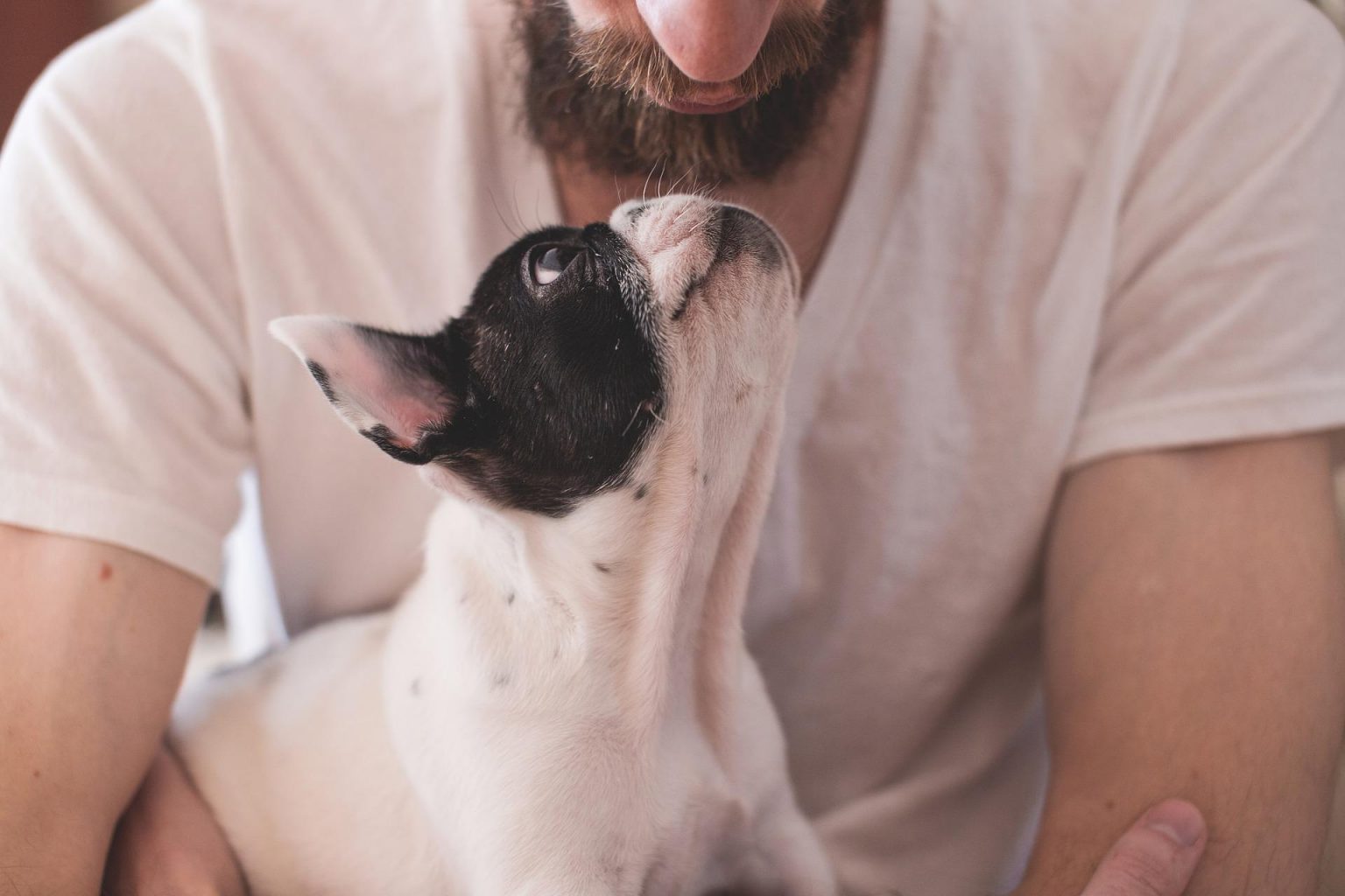 Imagen de un bulldog francés en web de Infinito: Tanatorio y Crematorio de Mascotas en Sevilla