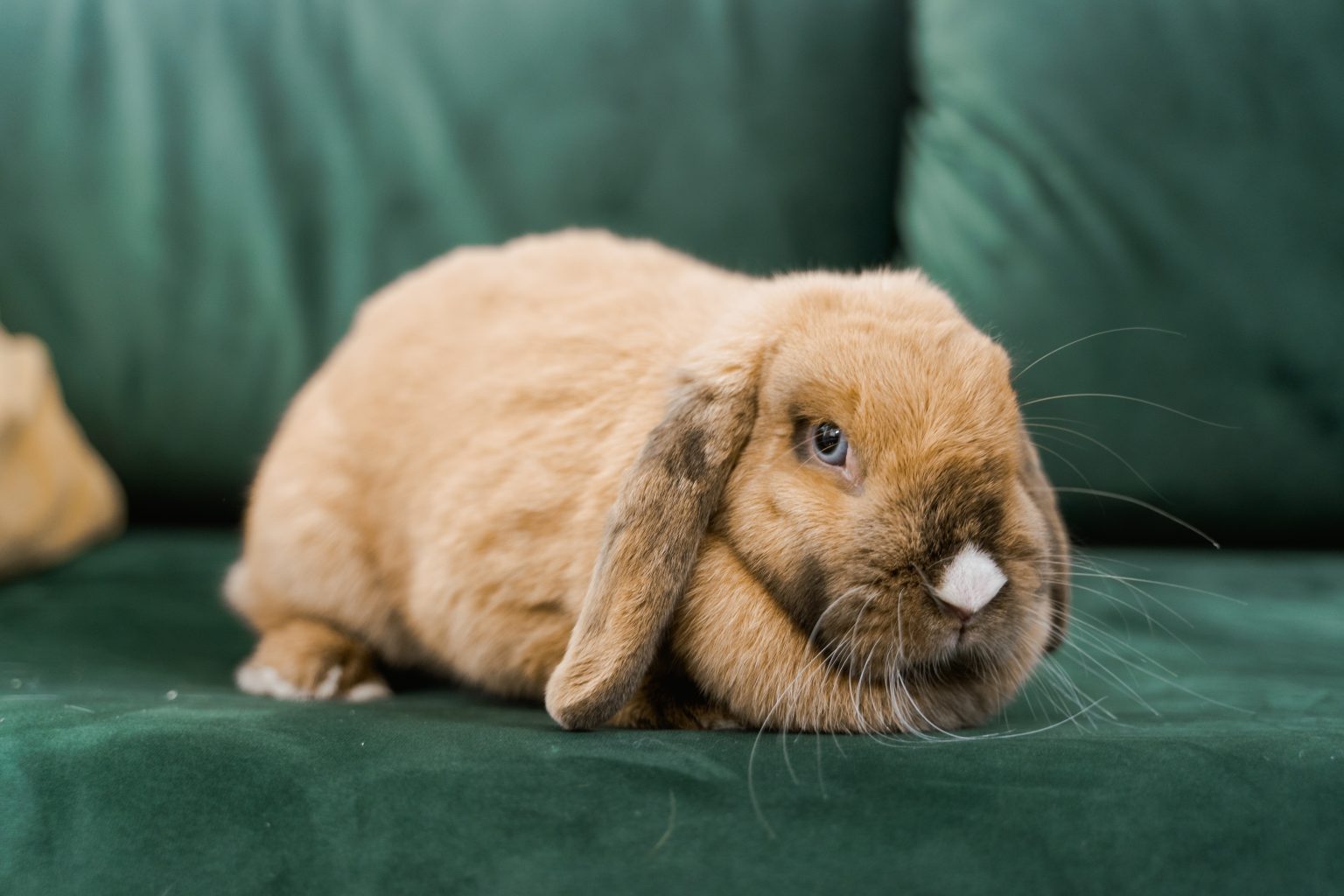 Imagen de un conejo en web de Infinito: Tanatorio y Crematorio de Mascotas en Sevilla