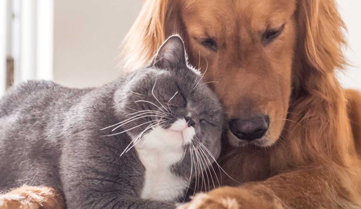 Contacta si eres profesional. Infinito Sevilla Tanatorio-Crematorio de Mascotas.